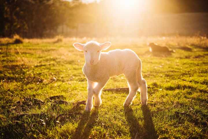 A Poem: Prayer for Sheep